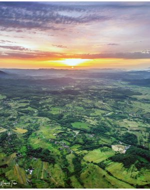 Apus Brad